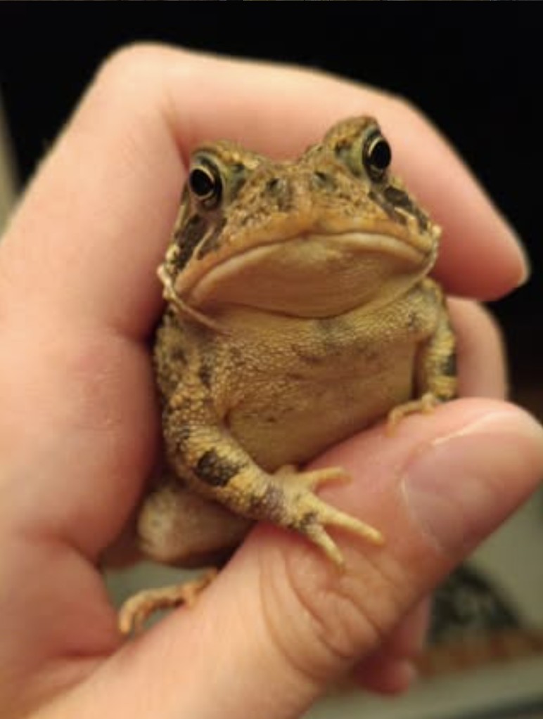 ribbit! ▪︎ 05.16.2017